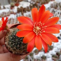 Rebutia melachlora FR 935