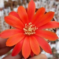 Rebutia melachlora FR 935