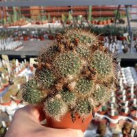 Rebutia melachlora FR 935
