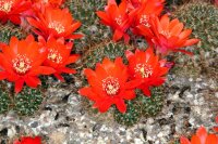 Rebutia melachlora FR 935