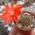 Rebutia melachlora FR 935
