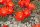 Rebutia melachlora FR 935