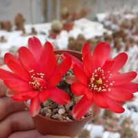 Rebutia melachlora v. FR 772