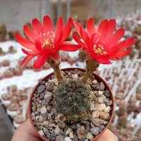 Rebutia melachlora v. FR 772