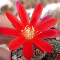 Rebutia minuscula