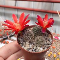 Rebutia minuscula