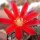 Rebutia minuscula