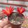 Rebutia minuscula