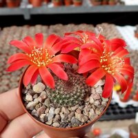 Rebutia minuscula de Hualinchay