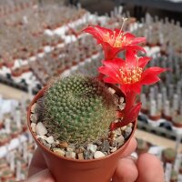 Rebutia minuscula de Hualinchay