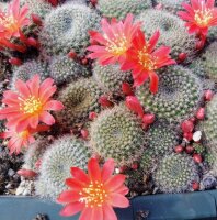 Rebutia minuscula de Hualinchay