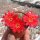 Rebutia minuscula de Hualinchay