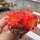 Rebutia minuscula de Hualinchay