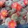 Rebutia minuscula de Hualinchay