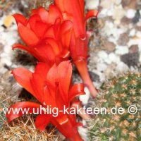 Rebutia minuscula v. grandiflora