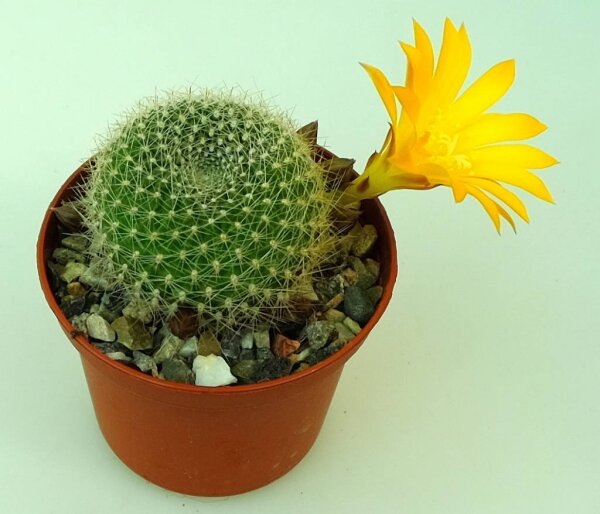Rebutia minuscula-Hybr.