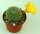 Rebutia minuscula-Hybr.