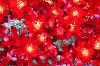 Rebutia minutissima WK 339