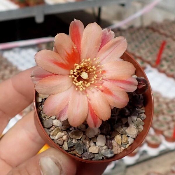 Rebutia mudanensis WR 689