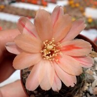 Rebutia mudanensis WR 689