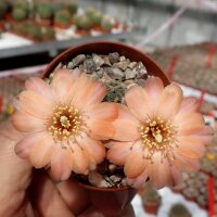 Rebutia mudanensis WR 689