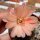 Rebutia mudanensis WR 689