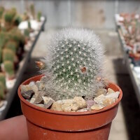 Rebutia muscula