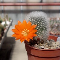 Rebutia muscula