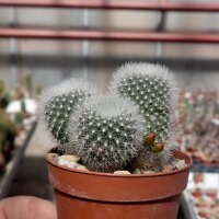 Rebutia muscula