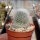 Rebutia muscula