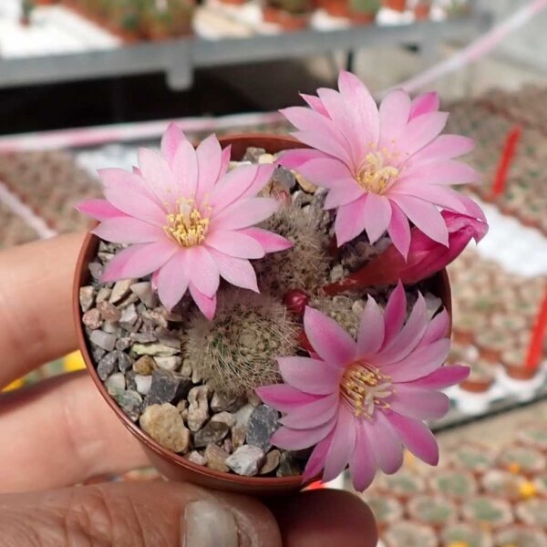 Rebutia narvaecensis (syn. Aylostera)