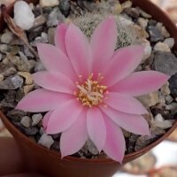 Rebutia narvaecensis (syn. Aylostera)