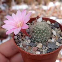 Rebutia narvaecensis (syn. Aylostera)