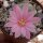 Rebutia narvaecensis (syn. Aylostera)