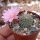Rebutia narvaecensis (syn. Aylostera)