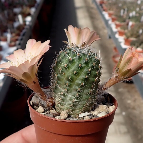 Rebutia nazarenoensis WR 484