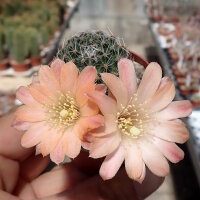 Rebutia nazarenoensis WR 484