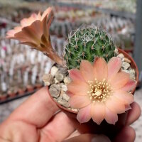 Rebutia nazarenoensis WR 484