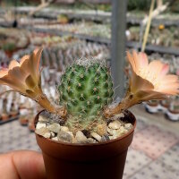 Rebutia nazarenoensis WR 484