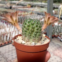 Rebutia nazarenoensis WR 484