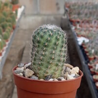 Rebutia nazarenoensis WR 484