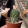 Rebutia nazarenoensis WR 484