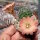 Rebutia nazarenoensis WR 484