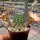 Rebutia nazarenoensis WR 484