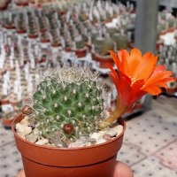 Rebutia nogalesensis FR 768