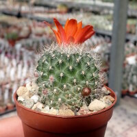Rebutia nogalesensis FR 768