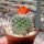 Rebutia nogalesensis FR 768