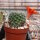 Rebutia nogalesensis FR 768