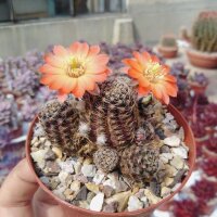Rebutia orurensis