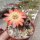 Rebutia orurensis